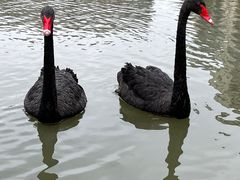 -梧桐人家中国太平国际健康颐养社区