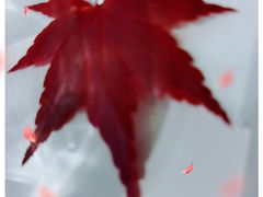-1/4 ONE QUARTER COFFEE LAB(朝阳大悦城店)