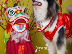 -超宠爱宠物摄影-Super pet
