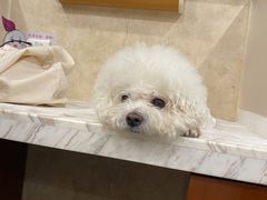 -宠爱国际动物医院· 猫科· 外科·中兽医(长白店)