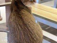 -藏猫猫咖啡主题馆(中央大道店)