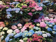 -双季花艺园艺市场(浦东店)