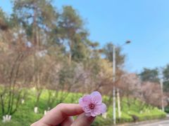 -铁山坪森林公园