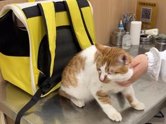 -米苏动物医院·犬猫专科·骨科外科内窥镜