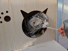 -猫小院猫主题咖啡厅(北锣店)
