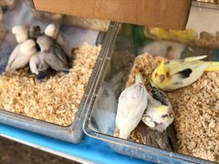 -中环花鸟鱼虫市场