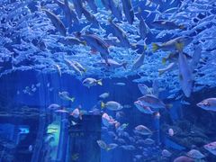 -海合安武汉极地海洋公园