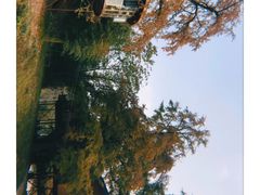 -千年银杏谷文化旅游区
