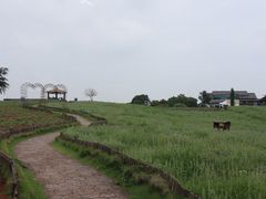 -大塘金香草谷