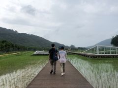 -艾米稻香小镇