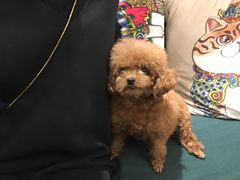 -more than meow吴止猫主题餐厅(承德 中船汇店)