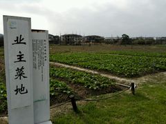 -田园东方蜜桃村的田野营地