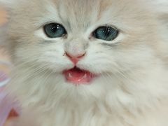 -爪爪喵星球·猫舍(卓悦中心店)