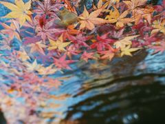 -上海瑞金洲际酒店