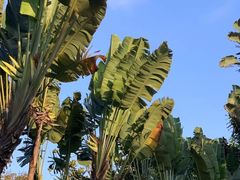 -深圳国际园林花卉博览园