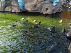 -华夏文旅海洋公园