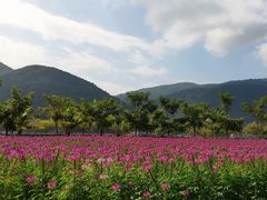 -亚龙湾国际玫瑰谷
