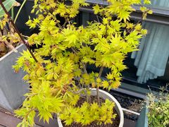 -九月里.自由花园餐厅