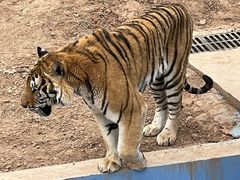 -青藏高原野生动物园