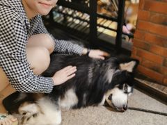 -more than meow吴止猫主题餐厅(承德 中船汇店)