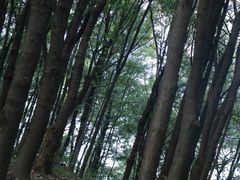 -雨花胜境