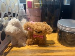 -G-STEPS舞蹈工作室