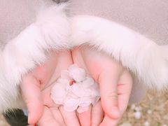 -桃花堤公园