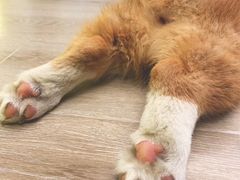 -浣熊柯尔鸭土拨鼠·电玩咖