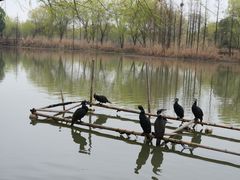-长兴太湖图影湿地文化园