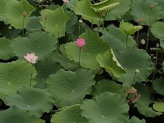 -荔湾湖公园
