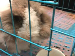 -志龙皇冠吃货椰子铺