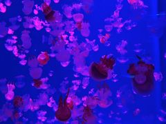 -左海海底世界