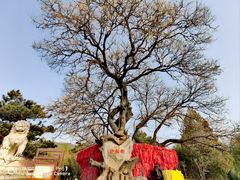 -八大处公园