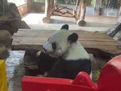 -海南热带野生动植物园