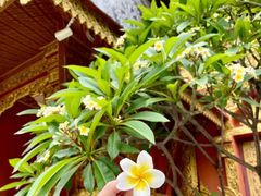 -曼听御花园