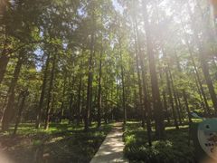 -东平国家森林公园