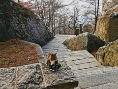 -崂山巨峰游览区