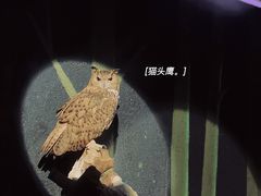-广州长隆飞鸟乐园