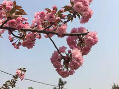 -西安青龙寺遗址景区