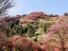 -新建村梅花