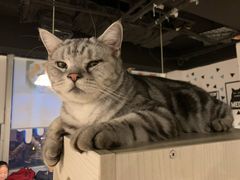 -Cappucimeow猫咪咖啡馆(韦伯时代店)