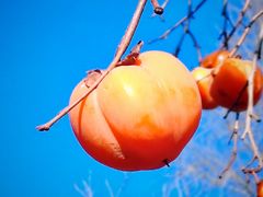 -王顺山国家森林公园