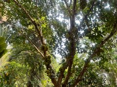 -中国科学院西双版纳热带植物园