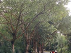 -深圳国际园林花卉博览园