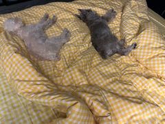 -宠爱国际动物医院· 猫科· 外科·中兽医(长白店)