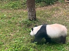 -栾川竹海野生动物园