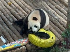 -大连森林动物园