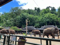 -西双版纳原始森林公园