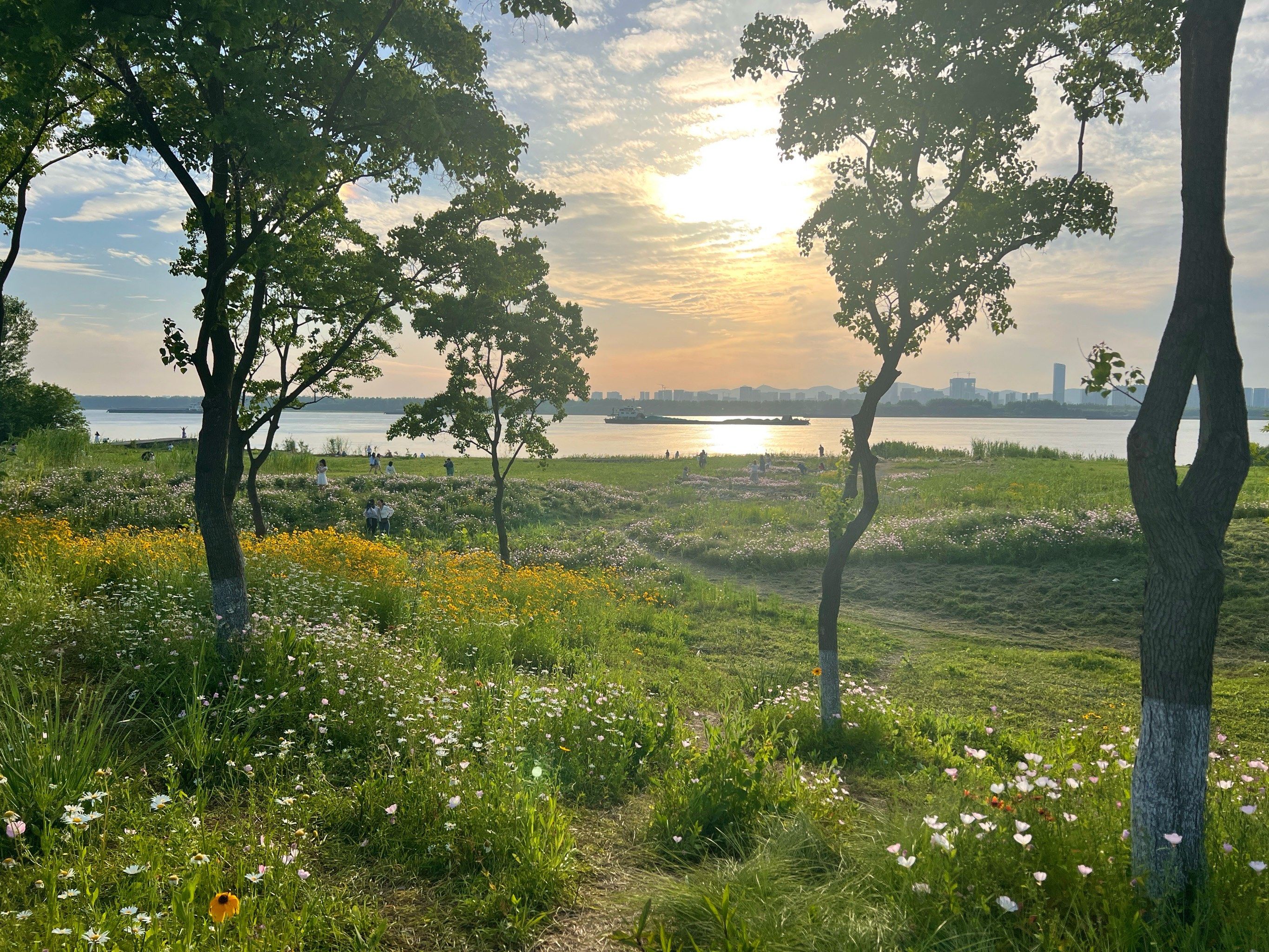 江心洲真的好看惨了!