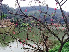 -南国桃园旅游度假区